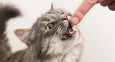 Как да образовате или повторно -образованието на котка?